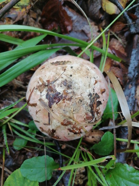 Rubroboletus rhodoxanthus