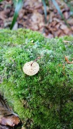 Xeromphalina campanella