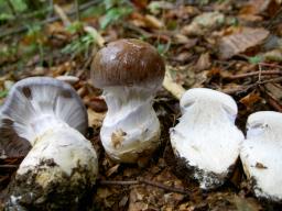 Cortinarius praestans