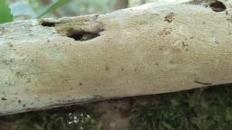 Hyphodontia arguta