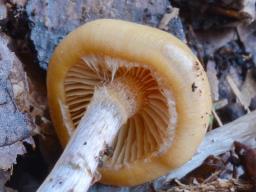 Galerina sideroides