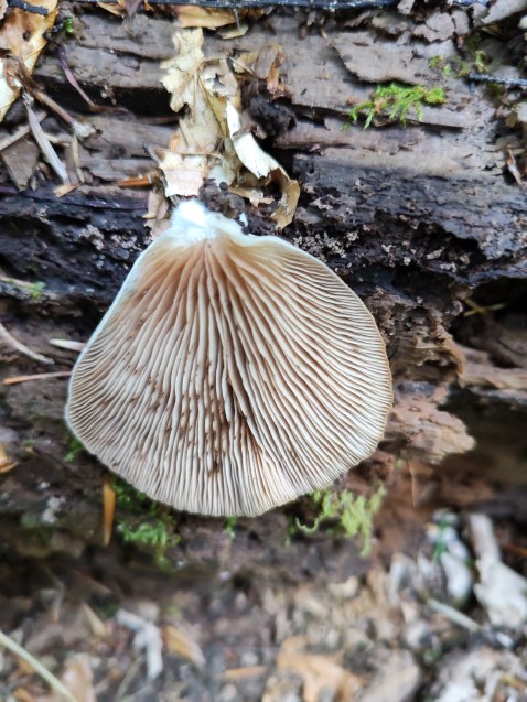 Crepidotus malachius