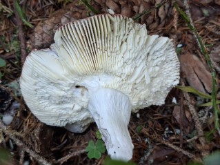 Russula vinosa