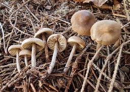 Lyophyllum fibrosipes