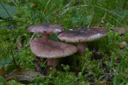 Russula queletii