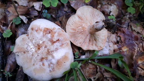 Lactarius pallidus