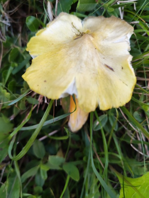 Hygrocybe citrinovirens