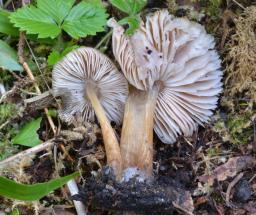 Pluteus plautus