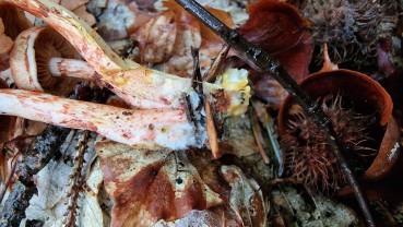 Cortinarius bolaris