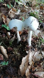 Amanita virosa