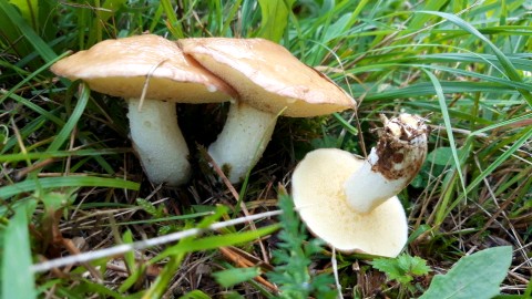 Suillus granulatus