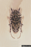 Monochamus saltuarius