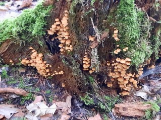 Xeromphalina campanella