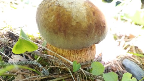 Suillellus luridus