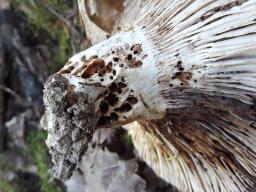 Russula delica