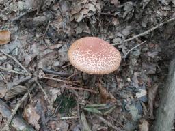 Rheubarbariboletus armeniacus