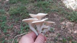 Pleurotus cornucopiae