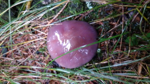 Collybia nuda