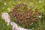 Cetraria islandica subsp. islandica