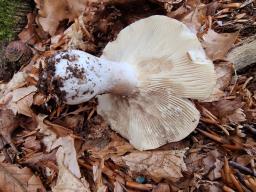 Russula densifolia