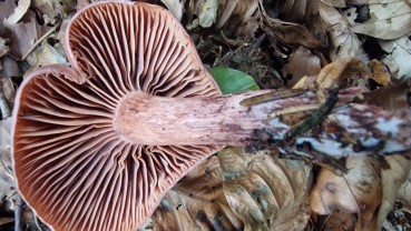 Hygrophorus capreolarius