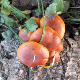 Flammulina velutipes