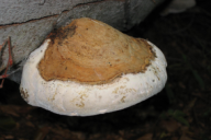 Fomes fomentarius
