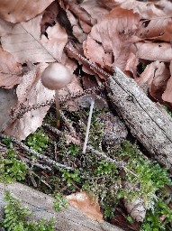 Mycena plumipes