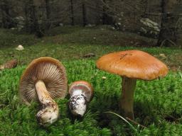 Cortinarius allutus