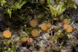 Octospora phagospora