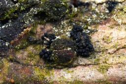 Gibberella pulicaris