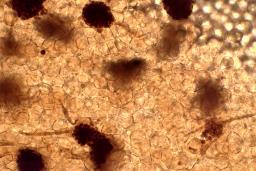 Cribraria oregana