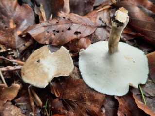 Lentinus substrictus