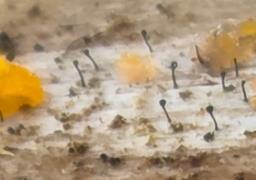 Mycocalicium subtile