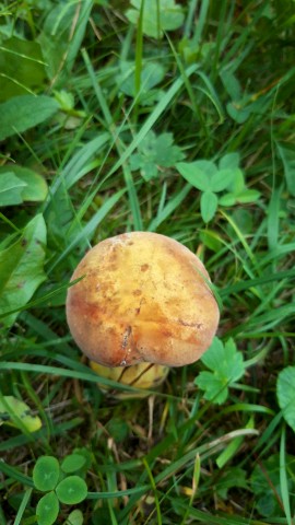 Suillellus luridus