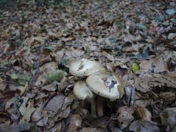 Inocybe fraudans