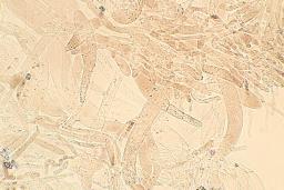 Entoloma undulatosporum