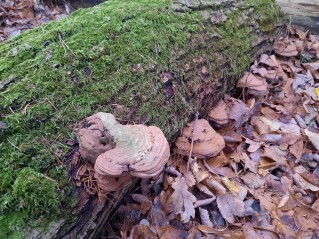 Ganoderma applanatum