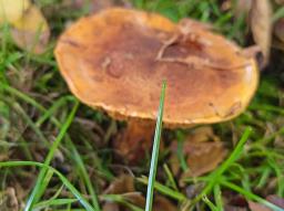 Calonarius elegantior