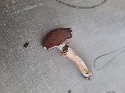 Stropharia rugosoannulata