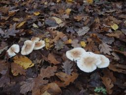 Hygrophorus lindtneri