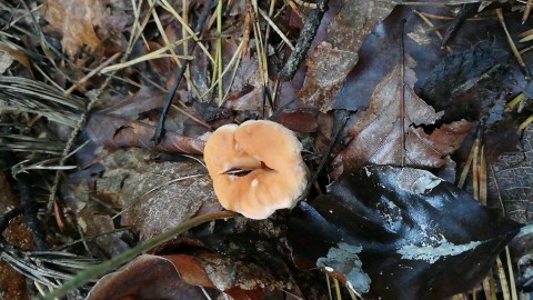 Hydnum umbilicatum