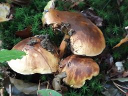 Neoboletus xanthopus