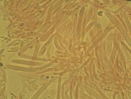 Lachnum virgineum