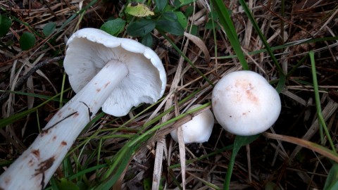 Rhodocollybia maculata