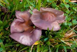 Collybia sordida