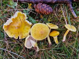 Hygrophorus speciosus