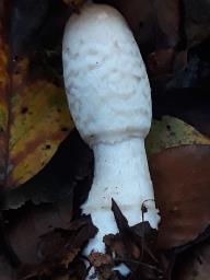 Coprinus comatus