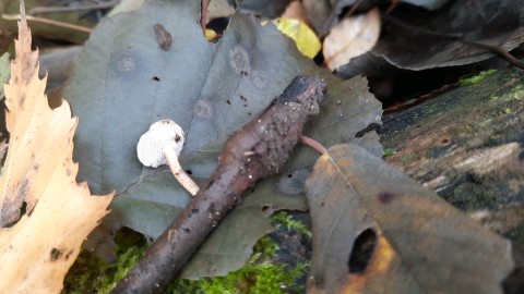 Lentinus brumalis