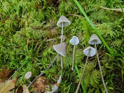 Mycena galopus var. galopus